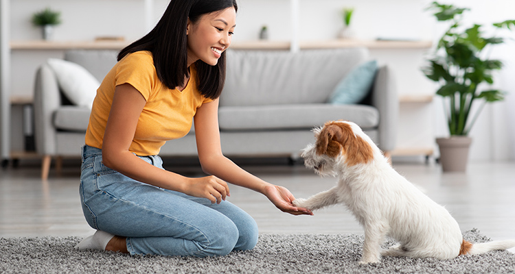 預かりではなく、飼い主さんと一緒にトレーニング！