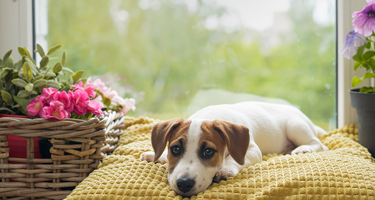 人見知り・犬見知りのワンちゃんでも安心